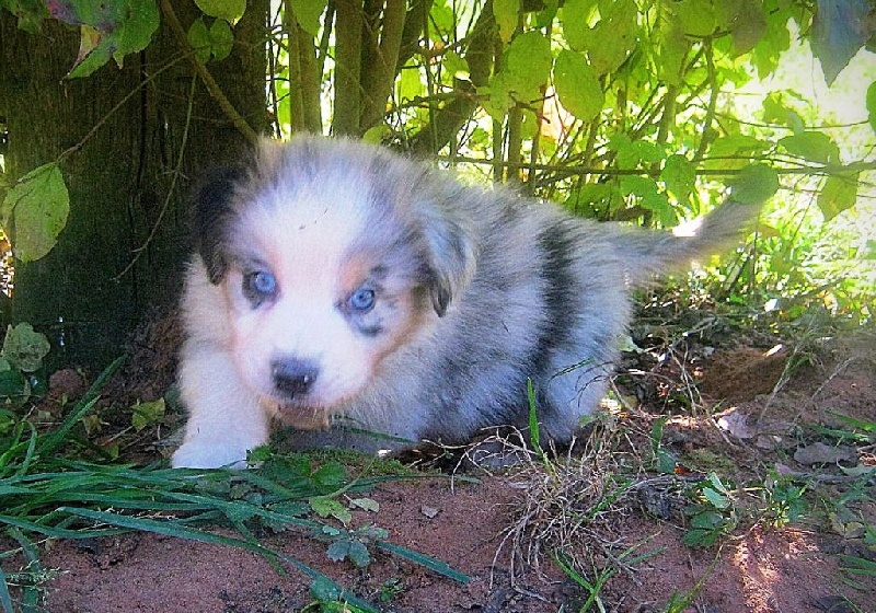 A Slice Of Dream - Berger Australien - Portée née le 12/08/2015